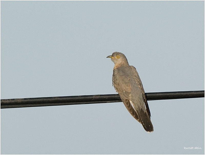 Common Cuckoo