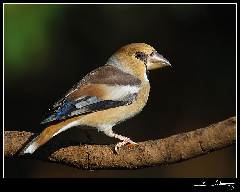 Hawfinch