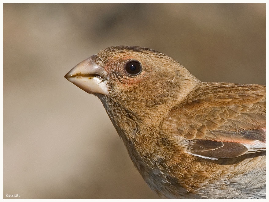 Crimson-winged Finch