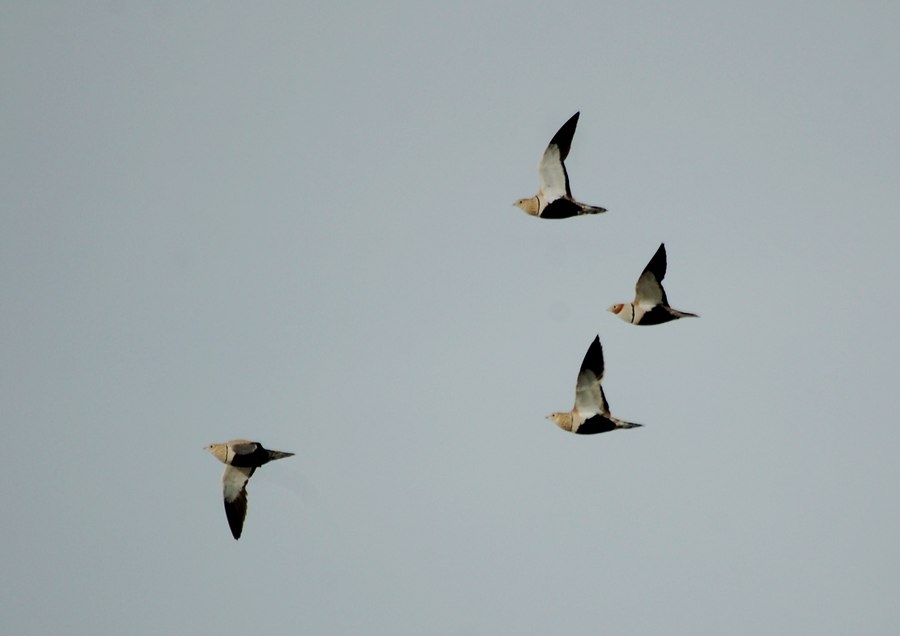 Black-bellied Sandgrouse