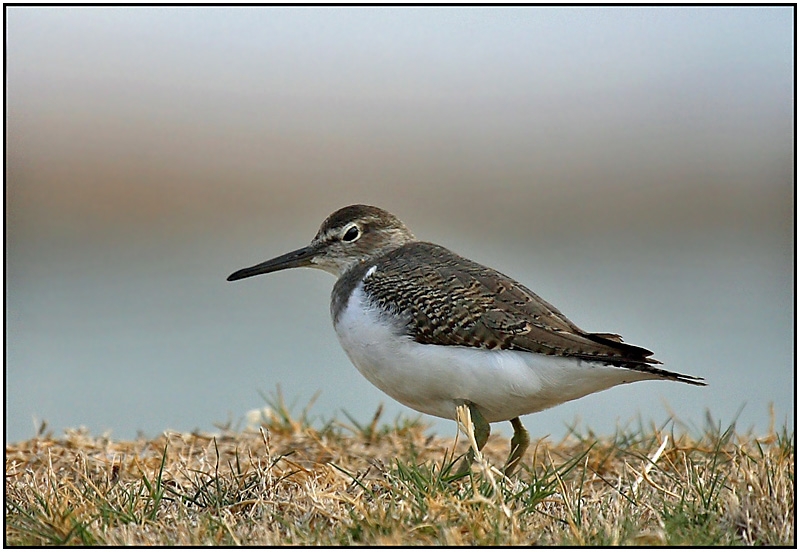 Common Sandpiper