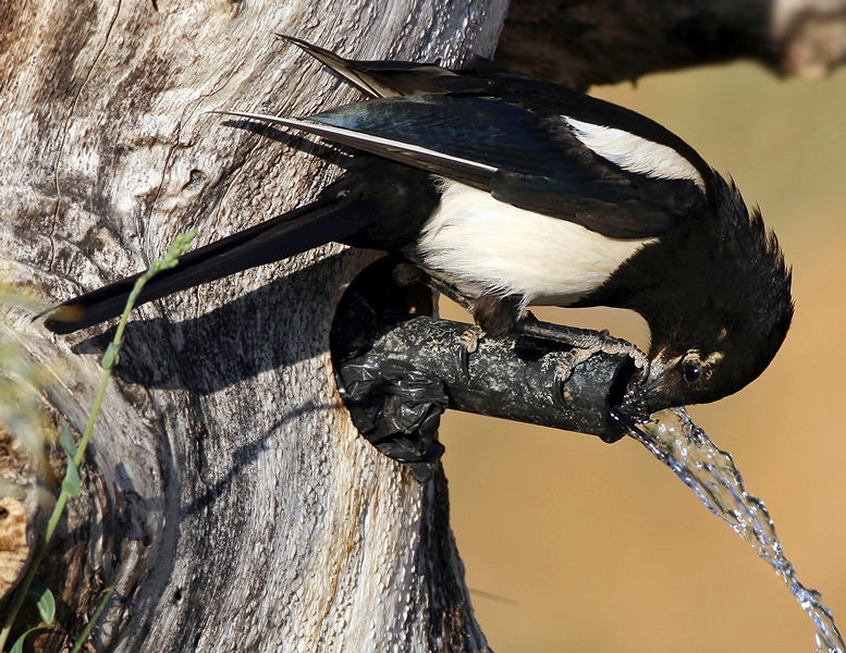 Eurasian Magpie