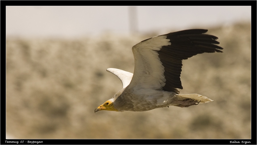 Egyptian Vulture