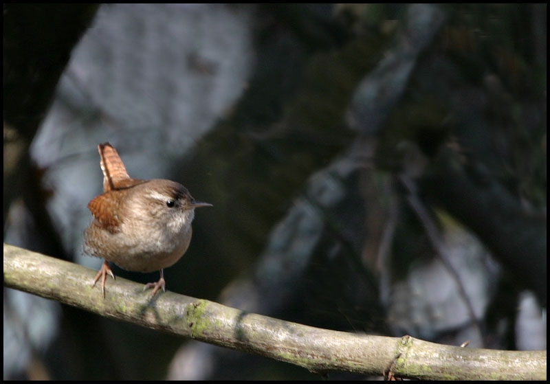 Eurasian Wren