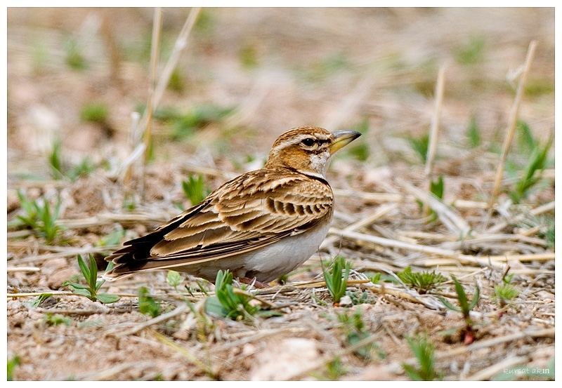 Bimaculated Lark