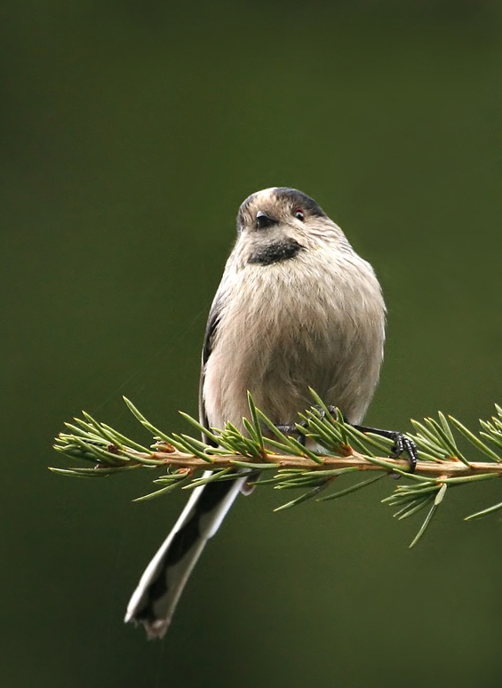 Long-tailed Tit