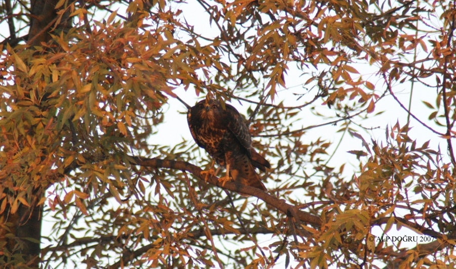 Common Buzzard