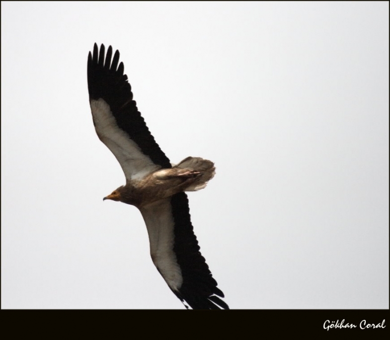 Egyptian Vulture