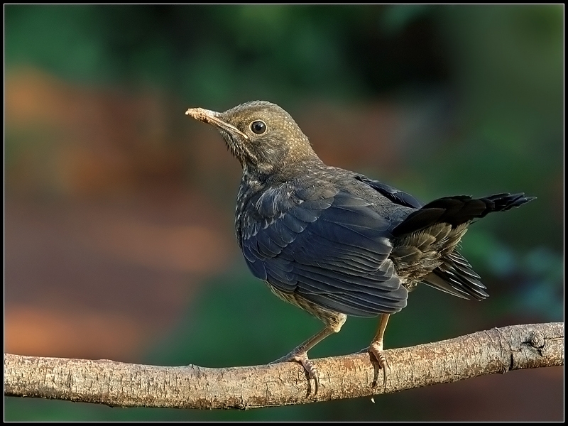 Common Blackbird