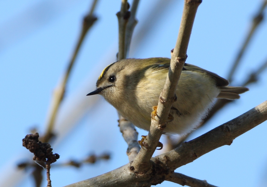Goldcrest