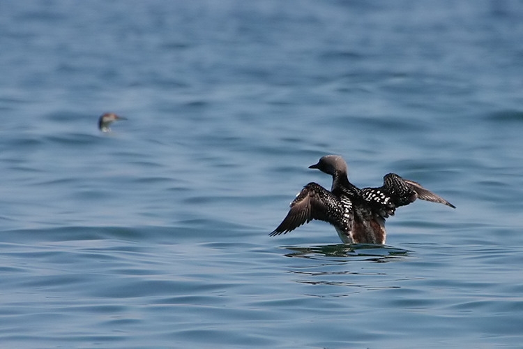 Black-throated Loon
