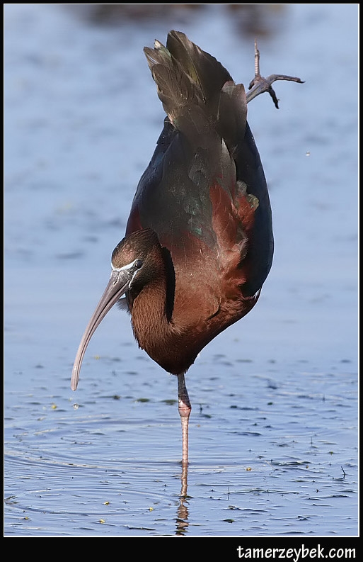 Glossy Ibis