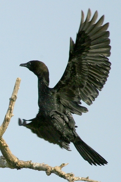 Pygmy Cormorant