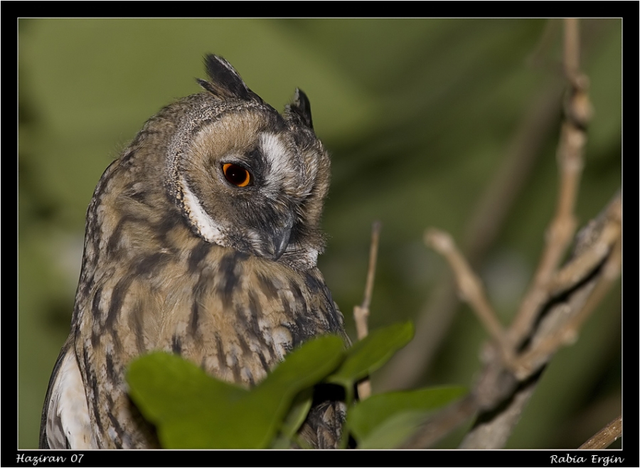 Long-eared Owl
