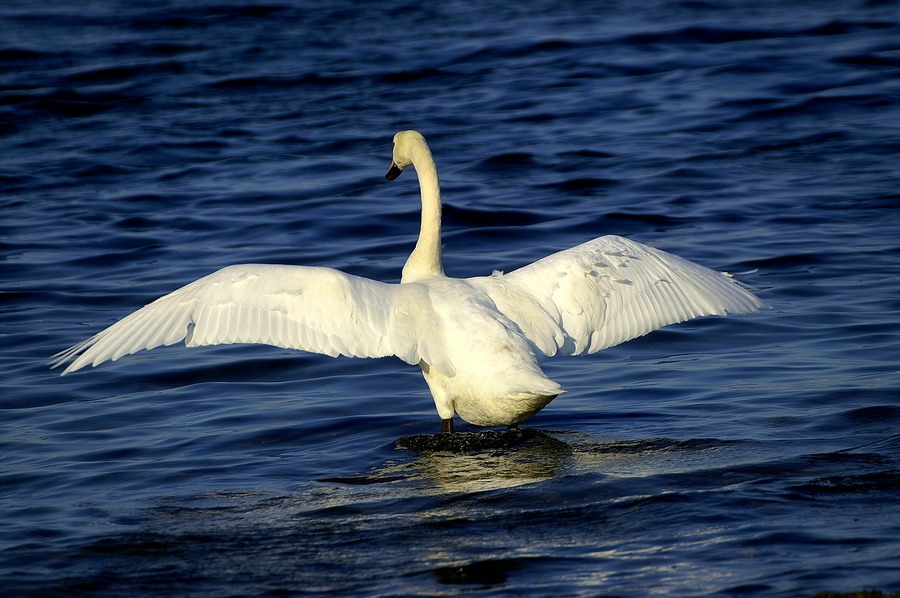Mute Swan