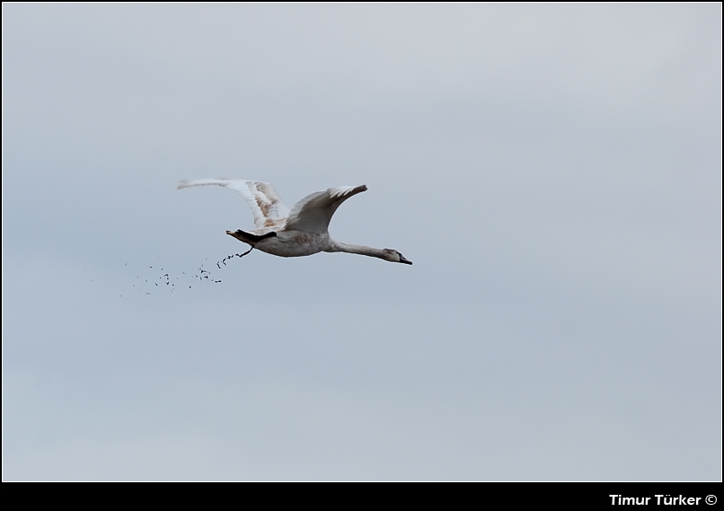 Mute Swan