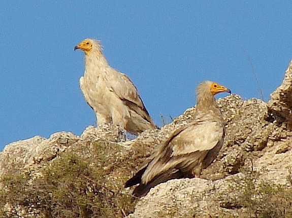 Egyptian Vulture