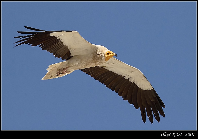 Egyptian Vulture