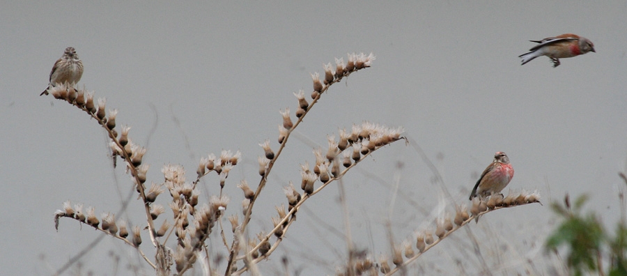 Common Linnet