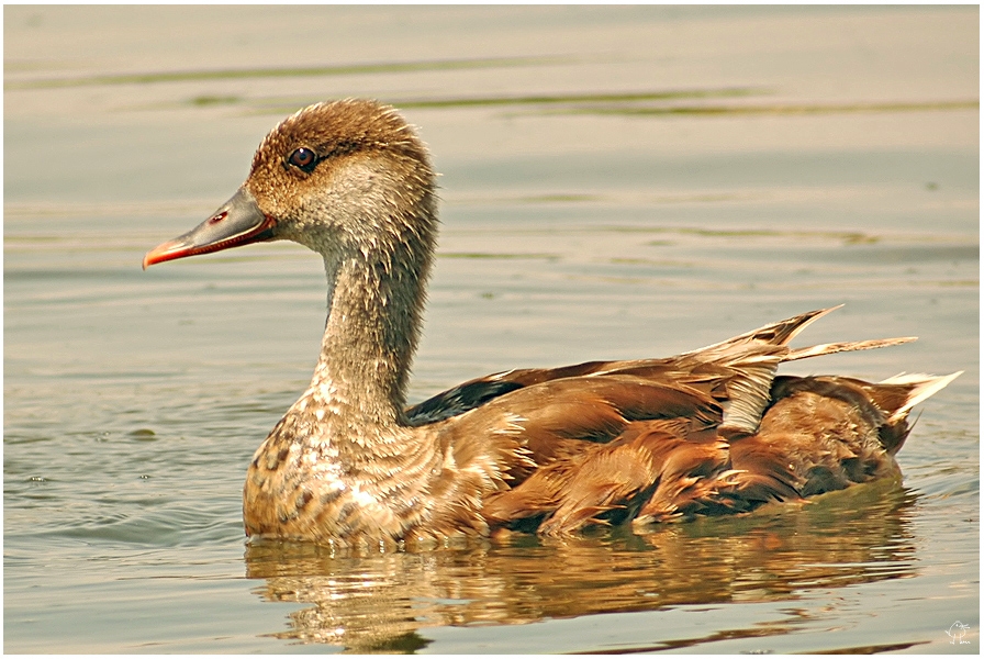 Red-crested Pochard