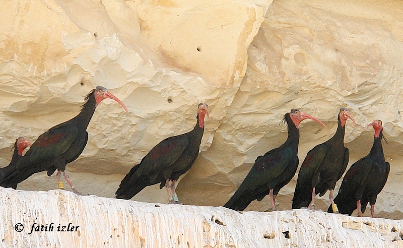 Northern Bald Ibis