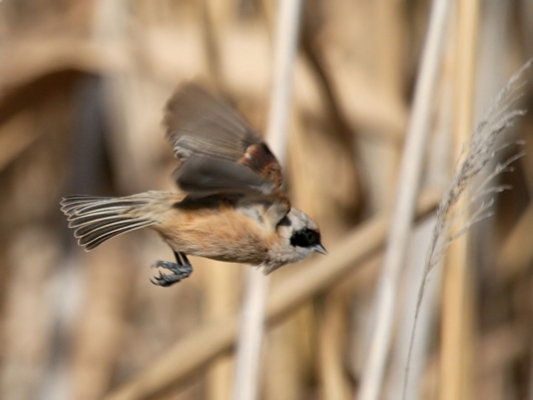 Eurasian Penduline Tit
