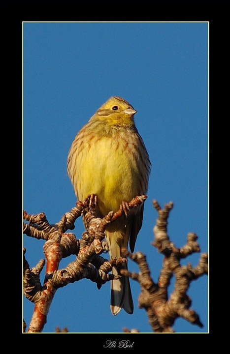 Yellowhammer