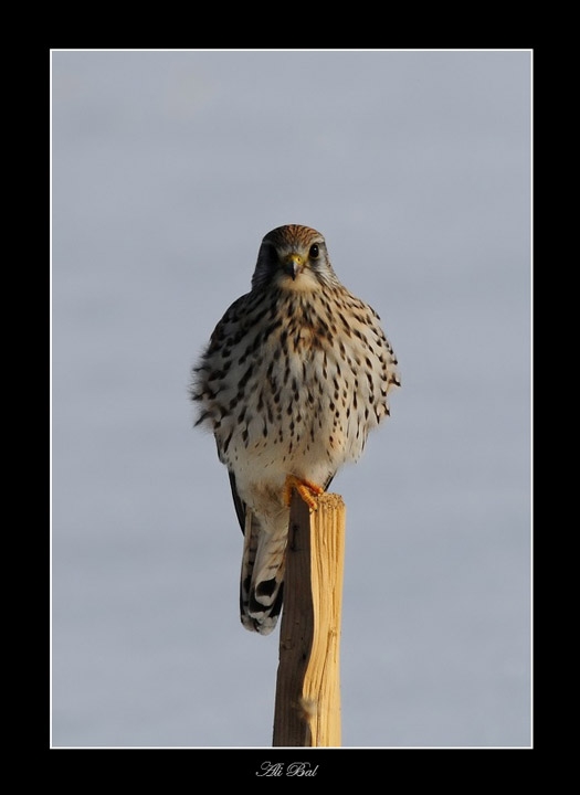 Common Kestrel