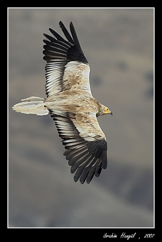 Egyptian Vulture