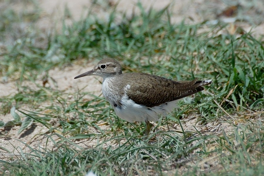Common Sandpiper
