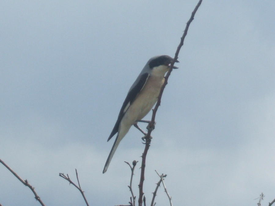 Lesser Grey Shrike