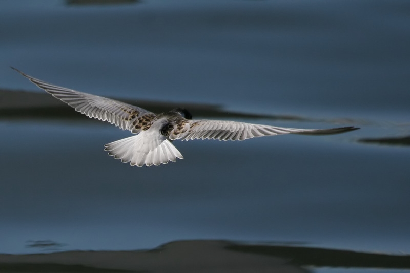 Whiskered Tern