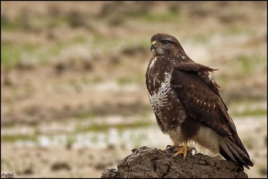 Common Buzzard