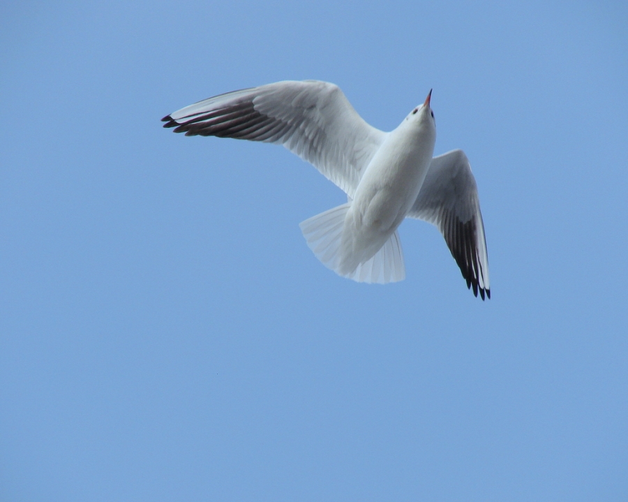 Black-headed Gull
