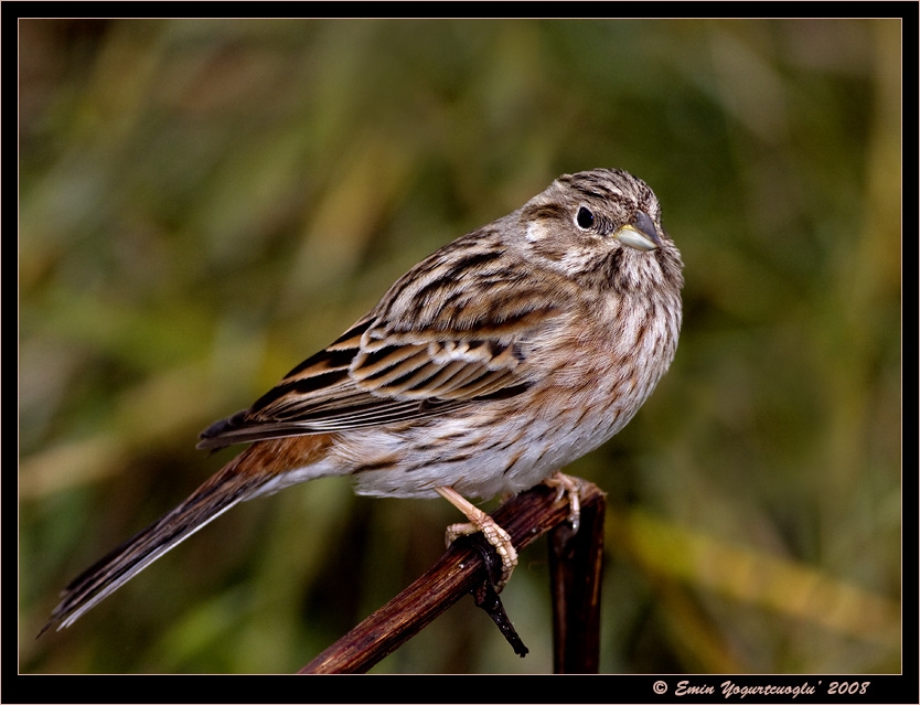 Pine Bunting