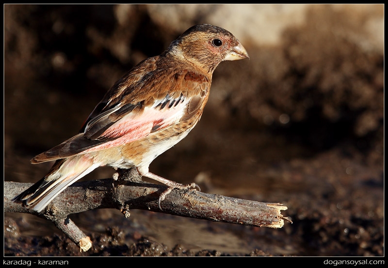 Crimson-winged Finch
