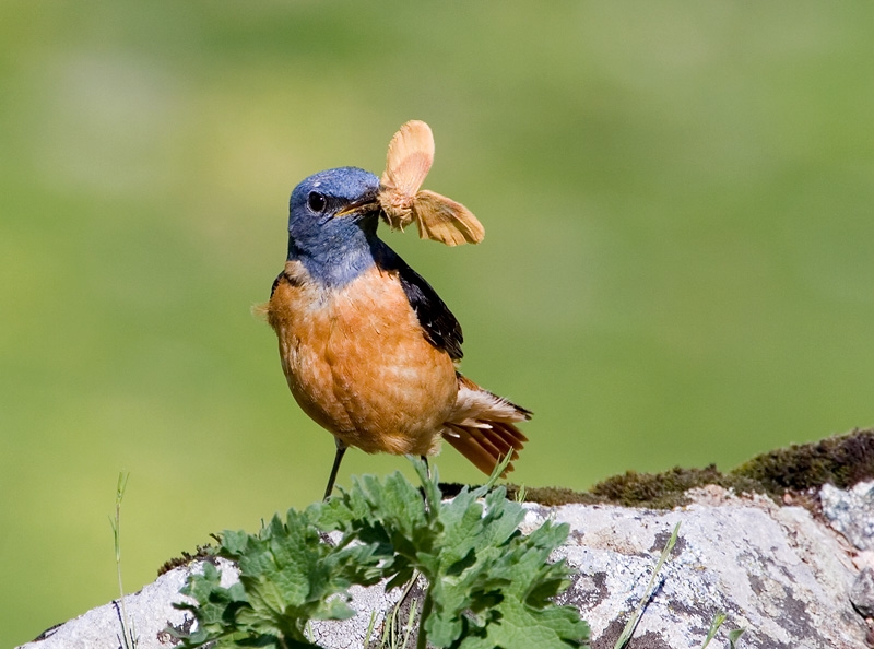 Common Rock Thrush