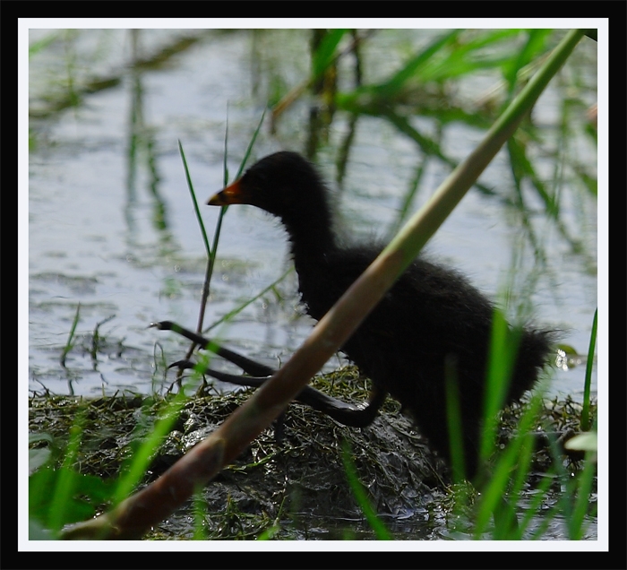 Common Moorhen