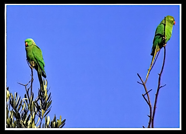 Rose-ringed Parakeet