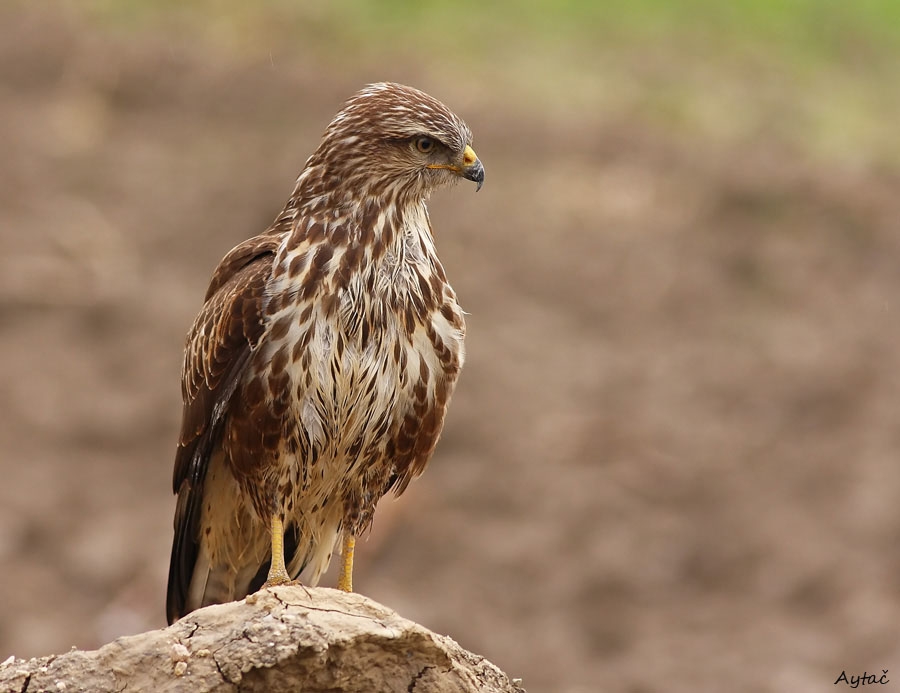 Common Buzzard
