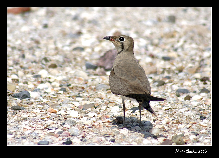 Collared Pratincole