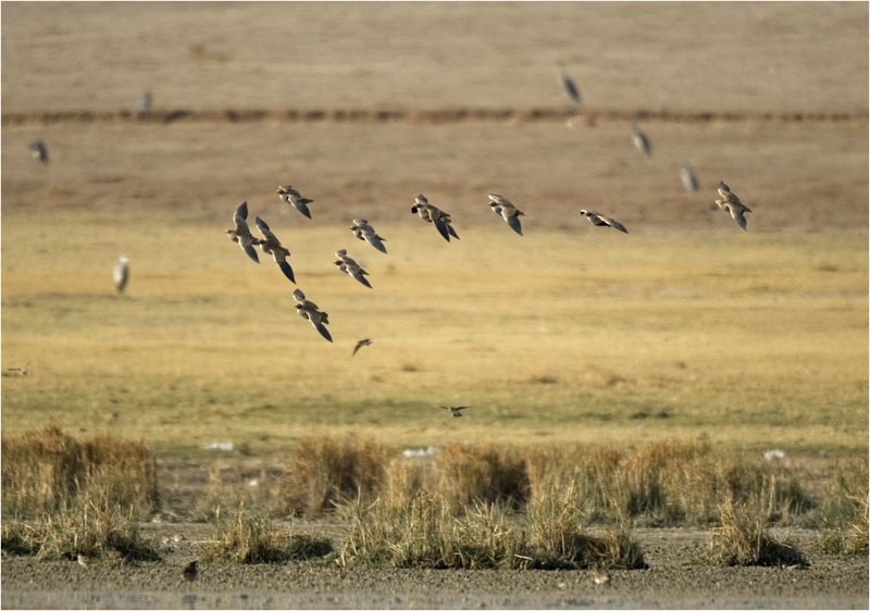 Black-bellied Sandgrouse