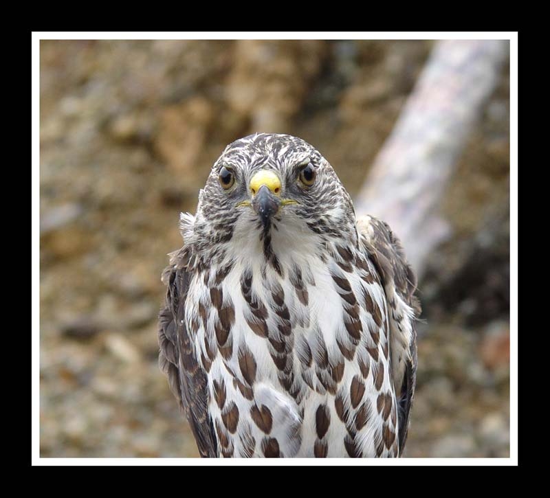 Levant Sparrowhawk