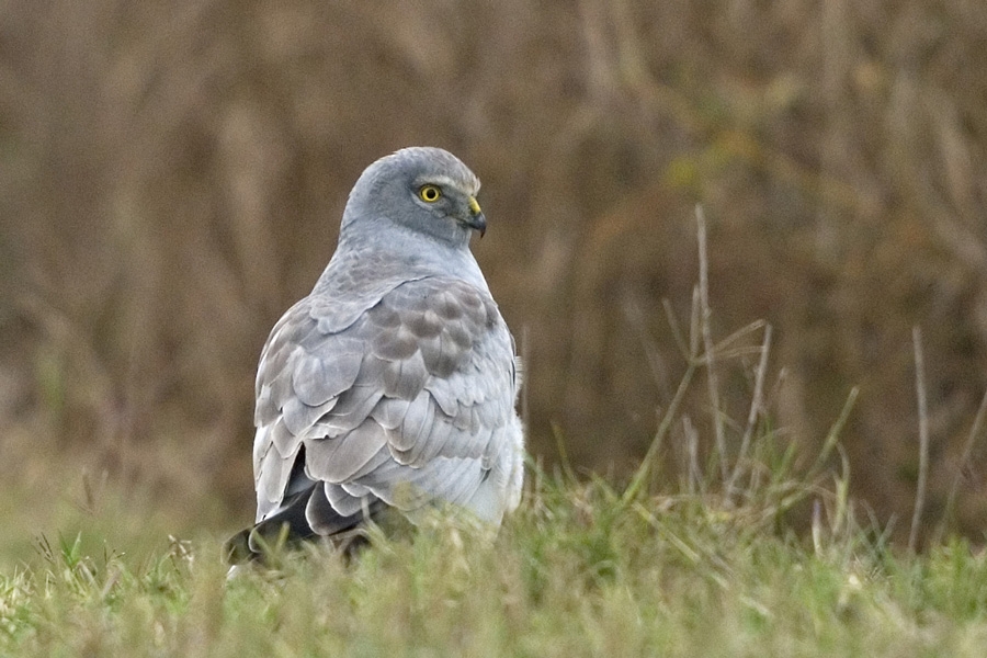 Hen Harrier