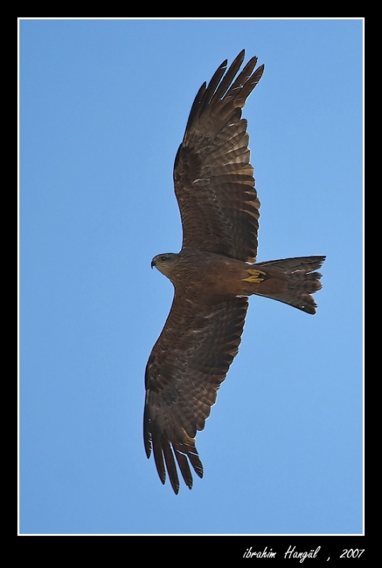 Black Kite