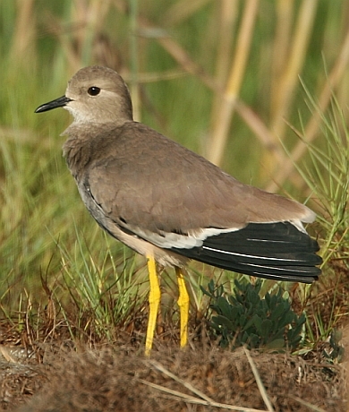 White-tailed Lapwing