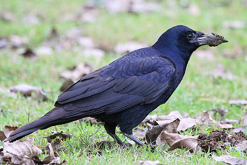 Rook