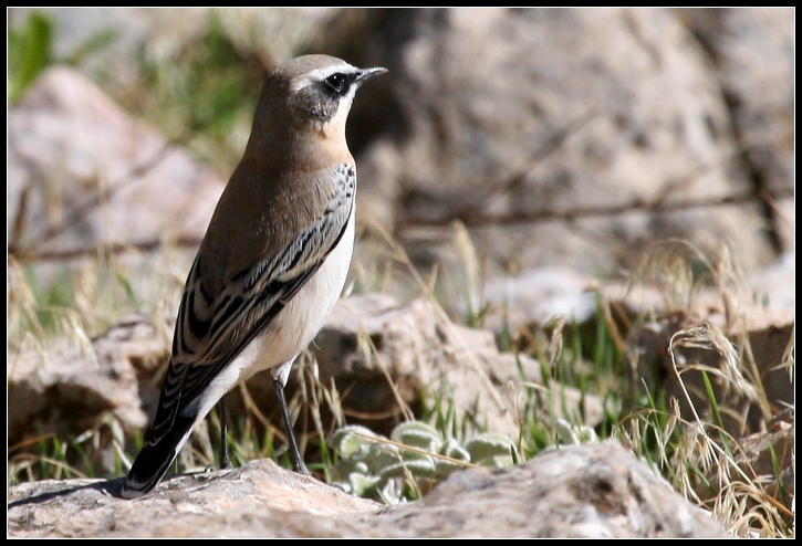 Northern Wheatear