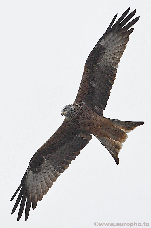 Red Kite