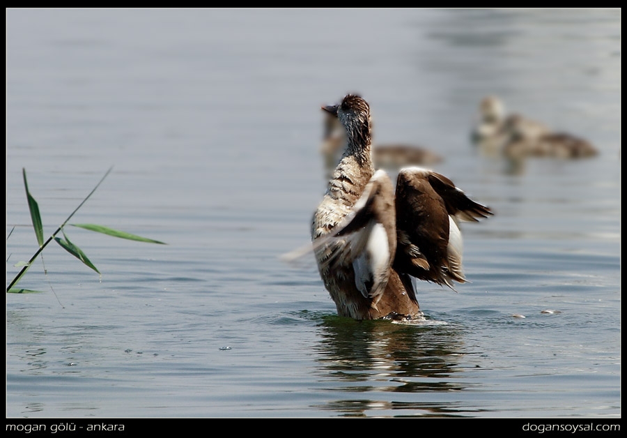 Red-crested Pochard